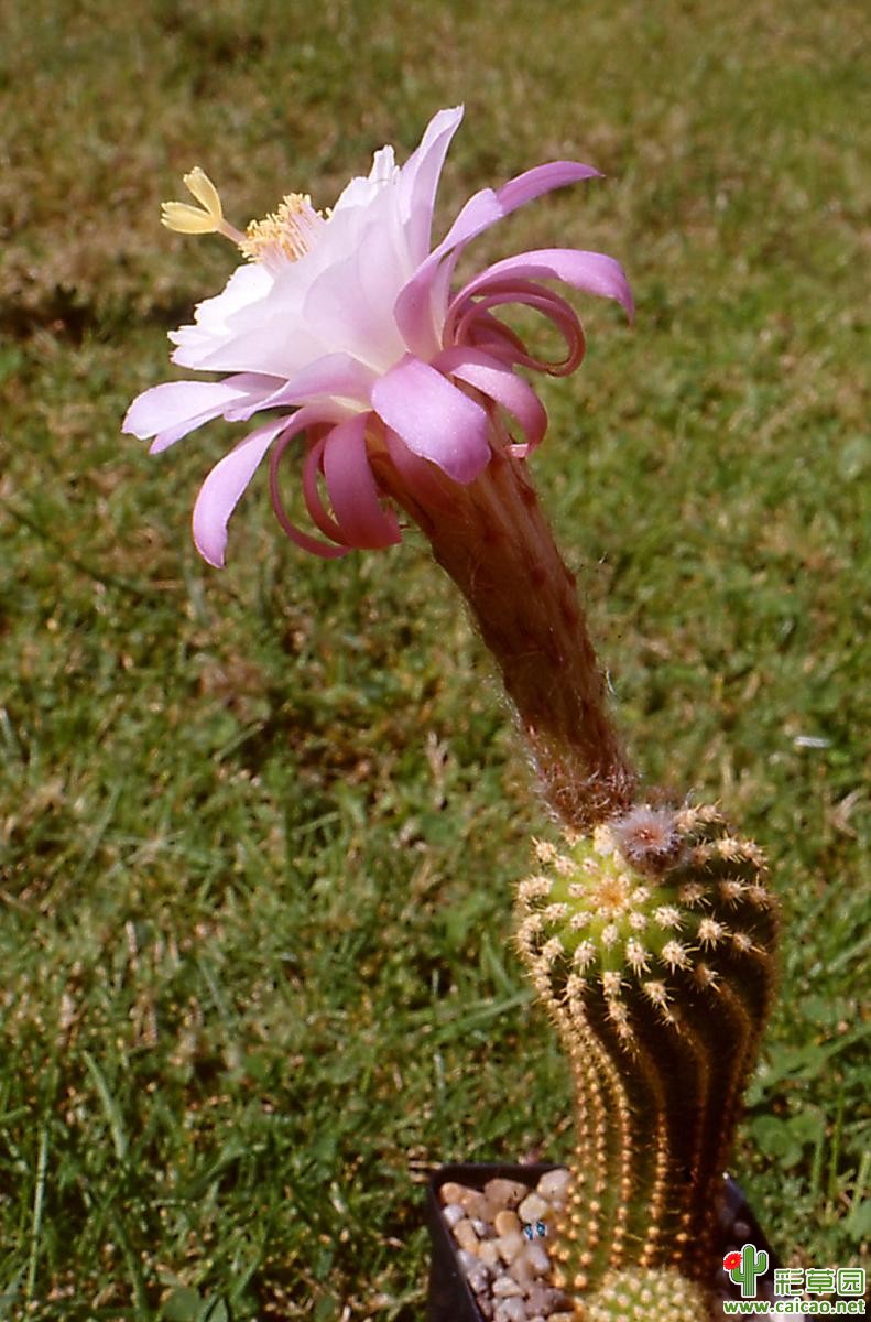 粉红佳人(Pink Lady)