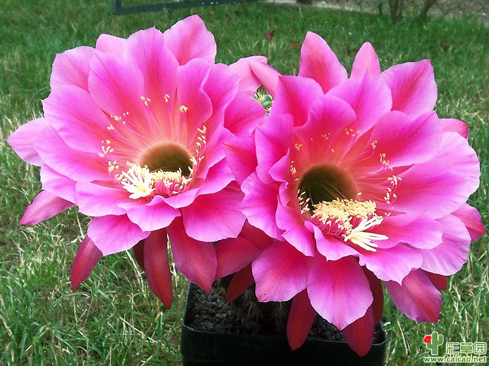 沃尔特湖(Volta Lake)