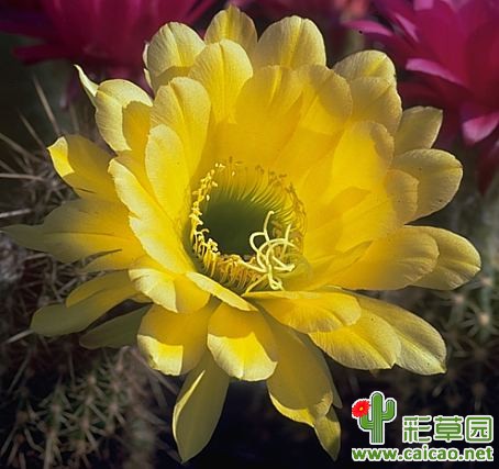 黄金伯格(Goldberg)