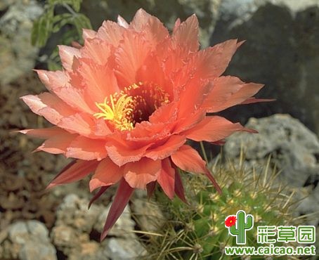 El的梦想(El Sueno)
