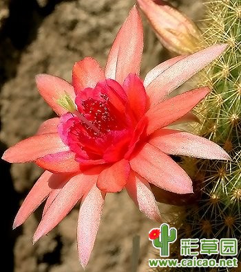 赫尔姆斯新(Helms Neue)