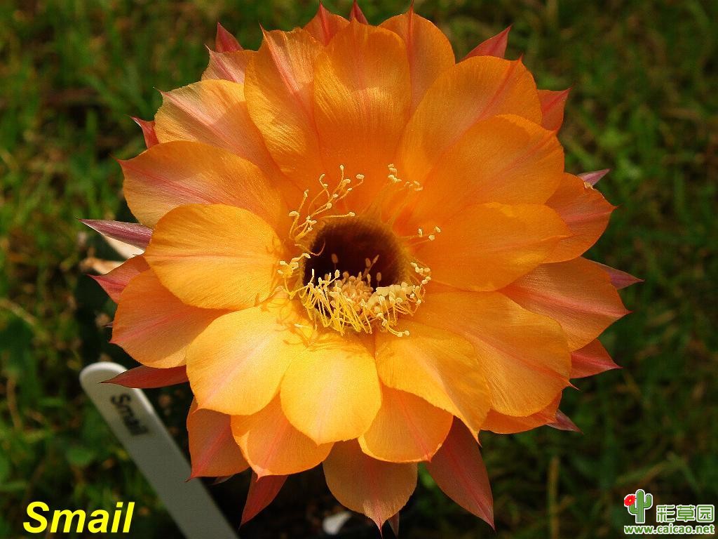 斯迈尔(Smail)