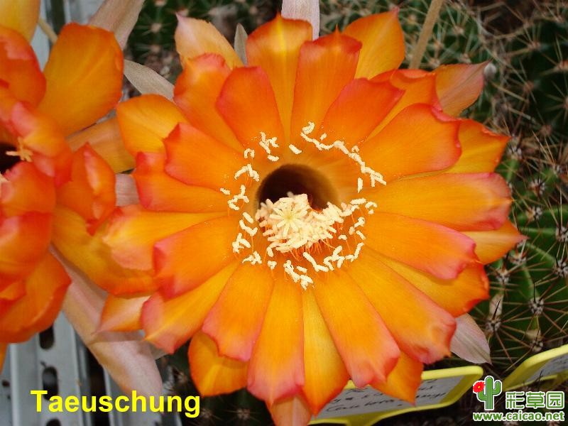 骗局(Taeuschung)