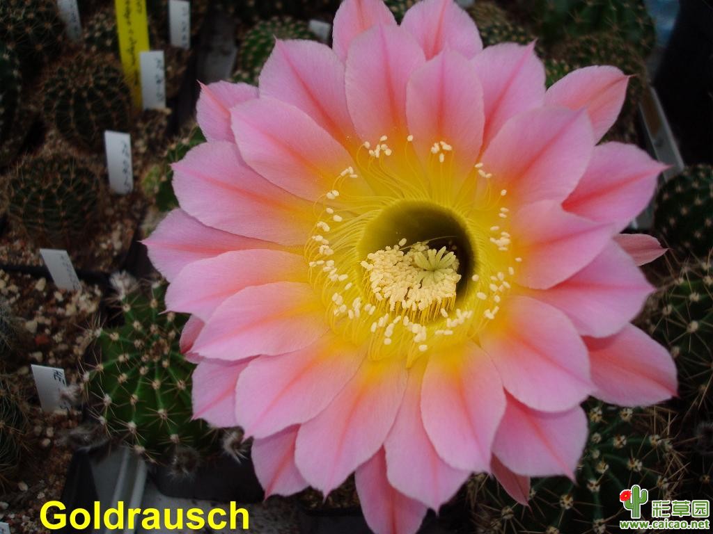 淘金(Goldrausch)