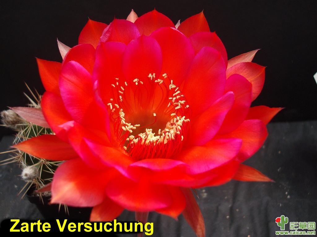 甜蜜的诱惑(Zarte Versuchung)