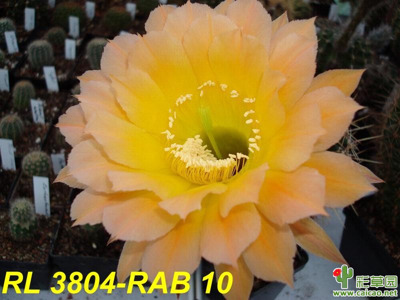 RL 38-04-RAB 10
