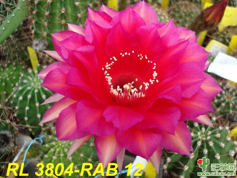 RL 38-04-RAB 12