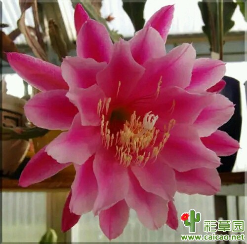 我的夫人(My Lady)