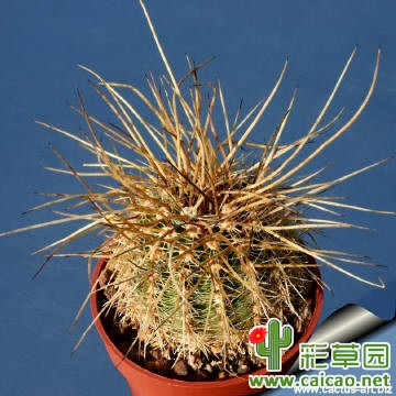 罗非鱼(aurea)