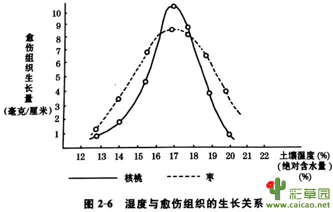 嫁接时愈伤组织的影响因素