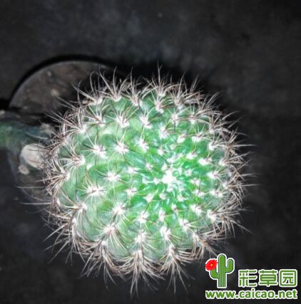 来此论坛第一帖，发个掌接丽花吧，还没开花3766