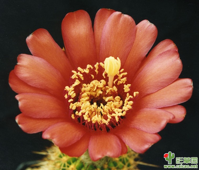 格兰迪弗洛鲁斯(grandiflorus)