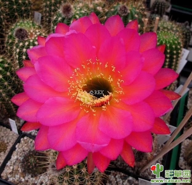 MEX 2008-520 REX 1