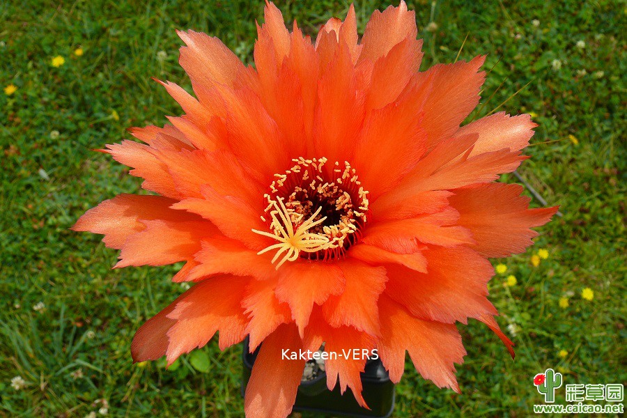 超级橙(Super Orange)
