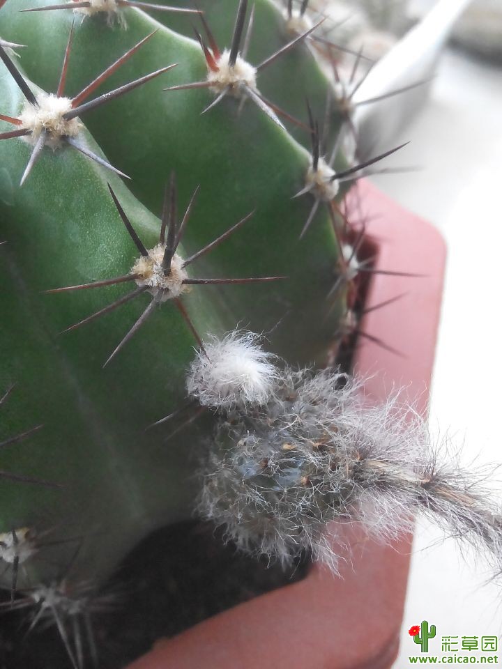 冷藏的花粉授粉成功 bex169 x 飞碟