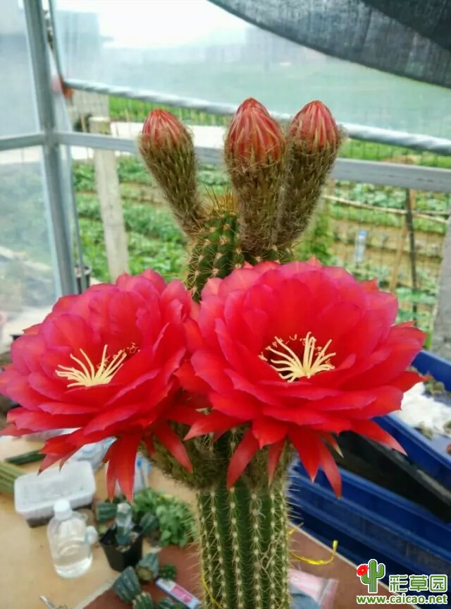 红星(Red Star)
