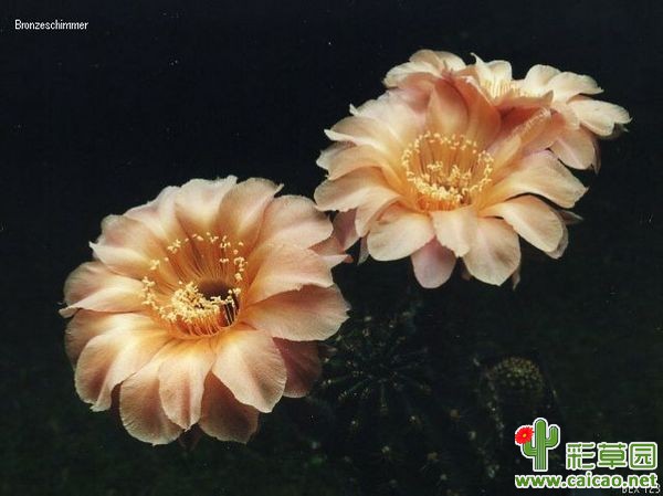 青铜光泽(Bronzeschimmer) BEX