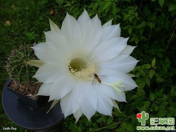 香草国王(Vanille King) BEX