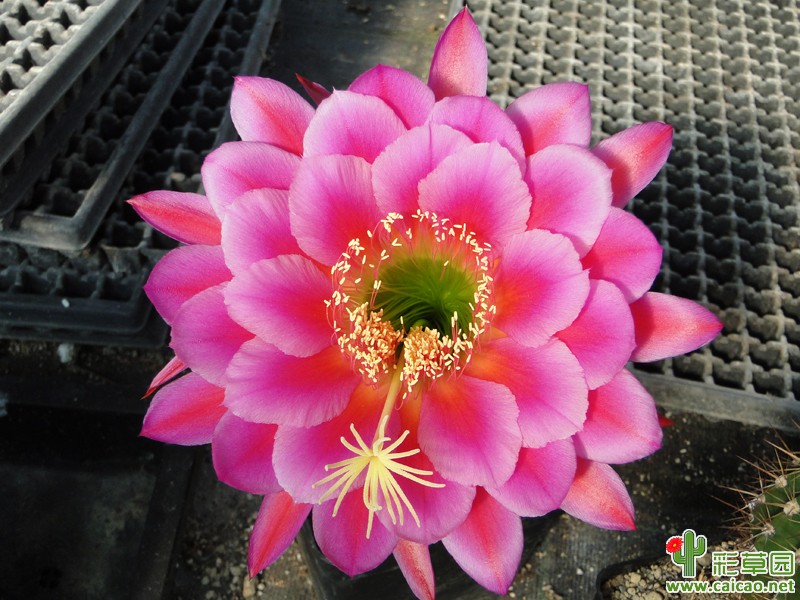 丝绸的光泽(Seiden glanz)