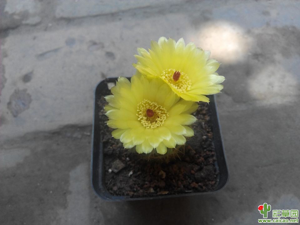 青王球开花4945