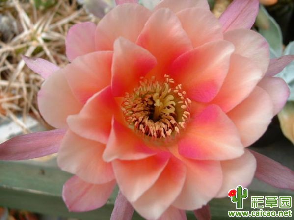 桃花腮红(Peach Blush)