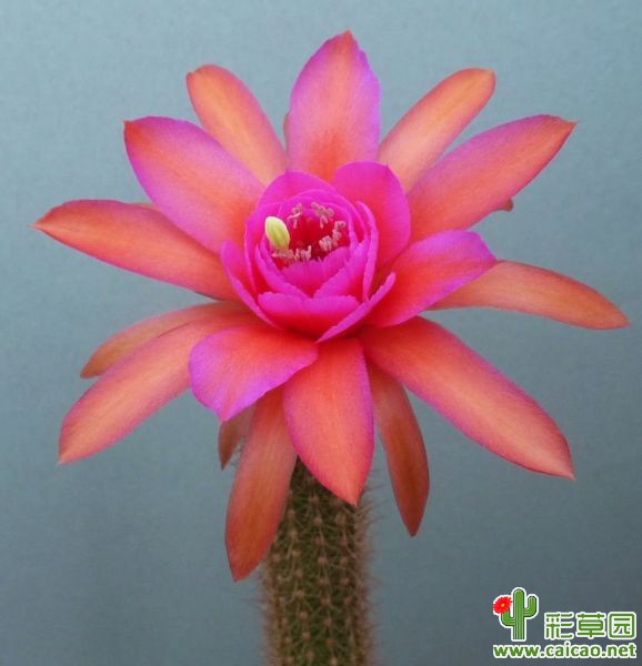 阿莫斯(Amos)