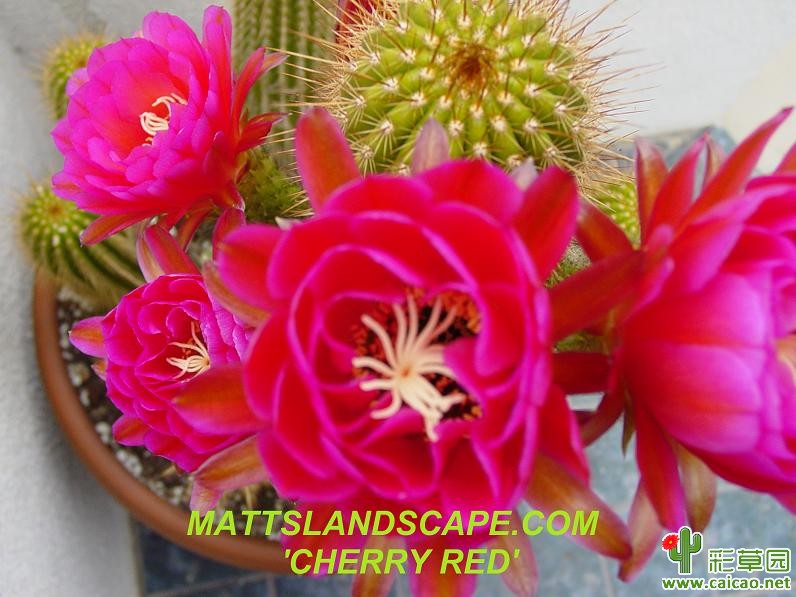 樱桃红(Cherry Red)