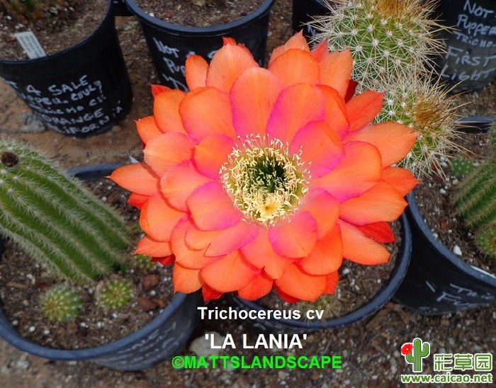 洛杉矶拉尼娜(LA LANIA)