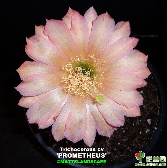 普罗米修斯(PROMETHEUS)