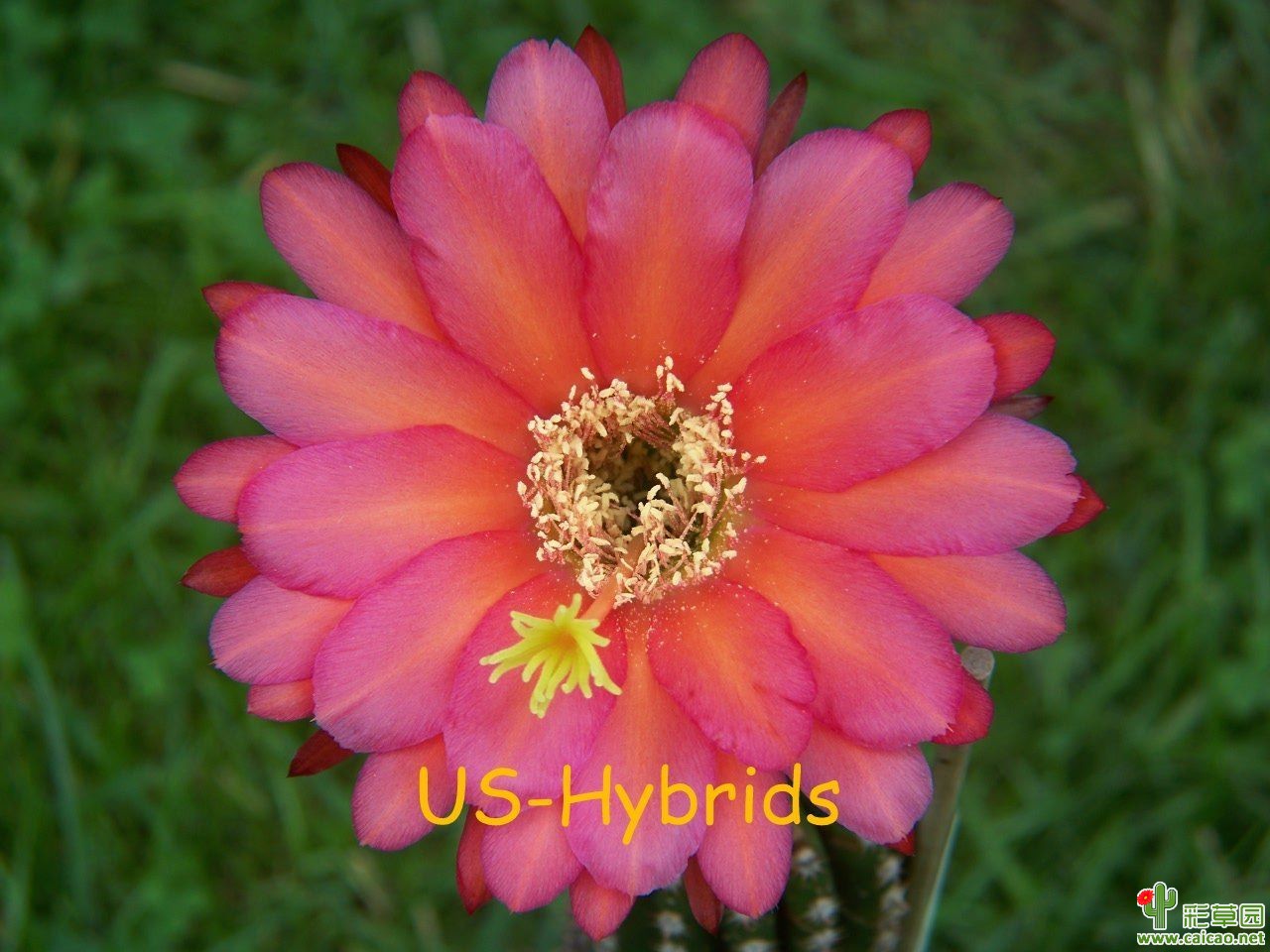 US - TH79