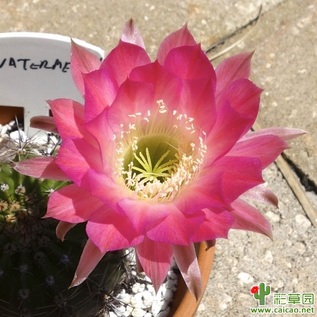 西瓜(Watermelon)
