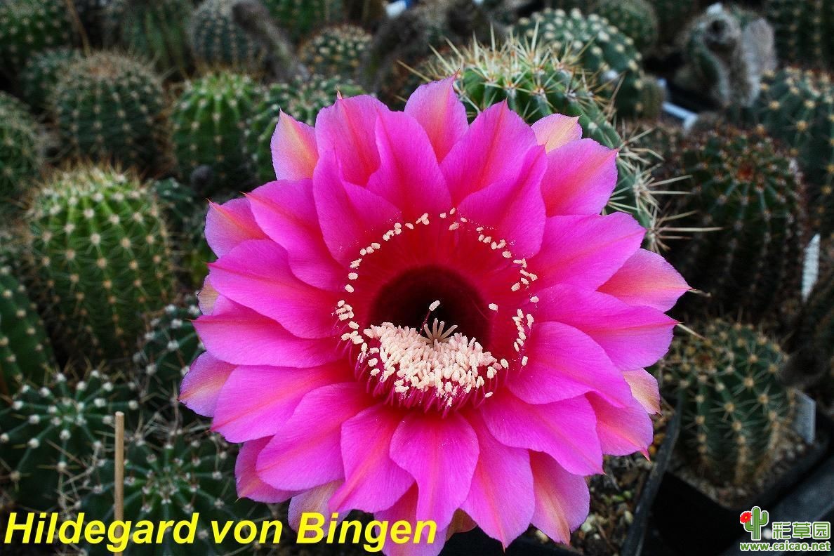 希尔德加德·冯·宾根(Hildegard von Bingen)