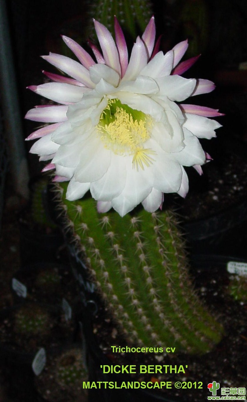 迪克贝莎(Dicke Bertha)