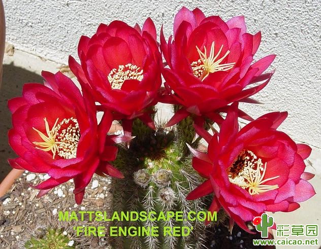 消防车的红色(Fire Engine Red)