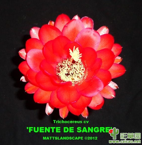 血之泉(Fuente de Sangre)