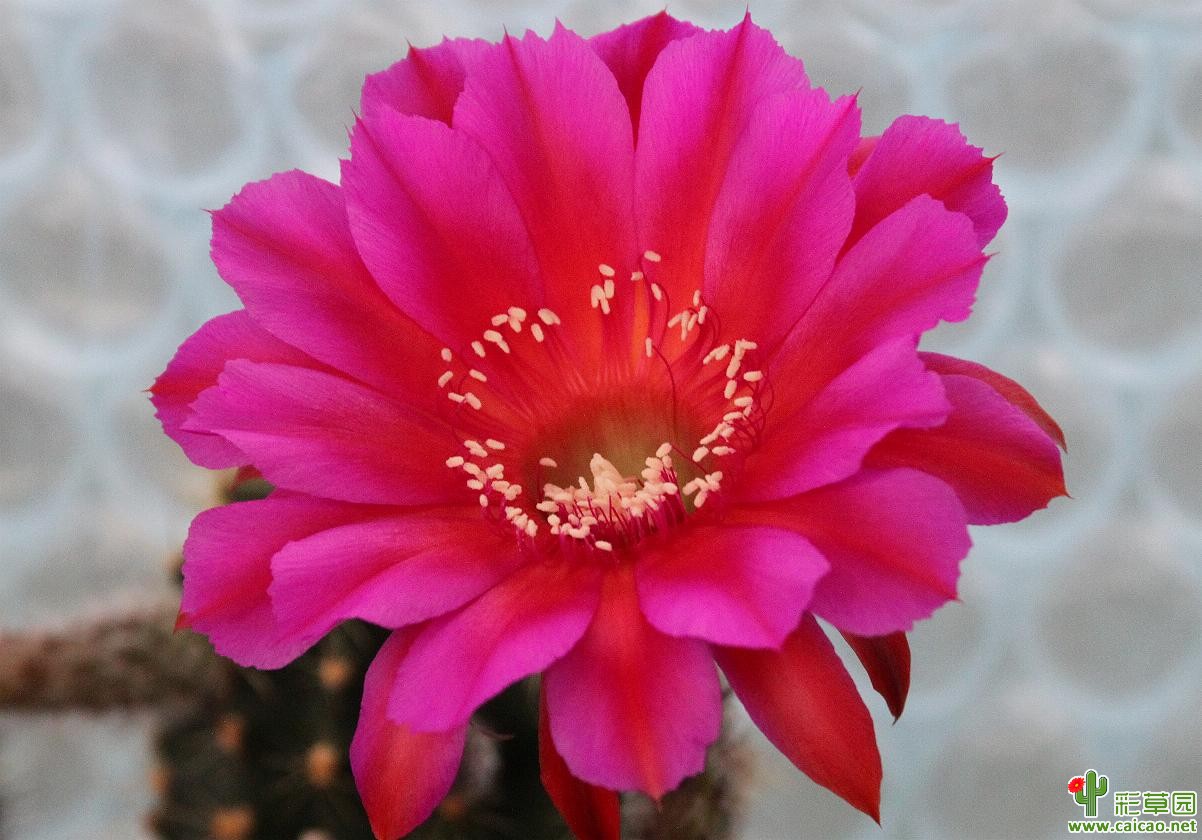 大公(Erzherzog)