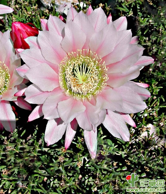 加州罗萨(Rosa California)