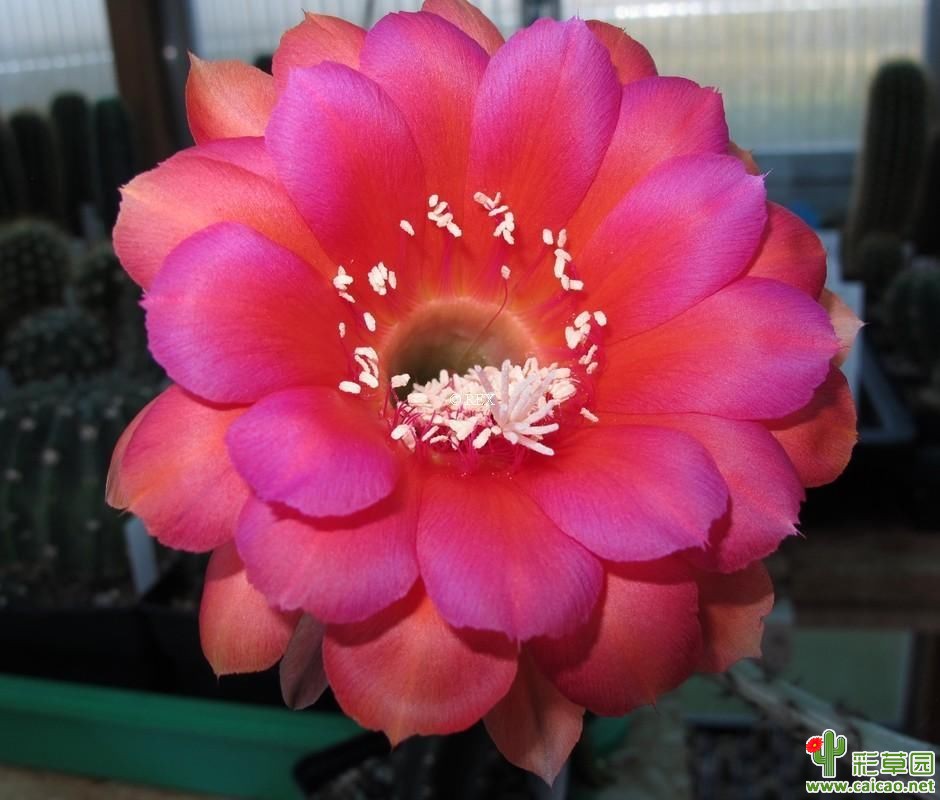 MEX 010-95 REX 1
