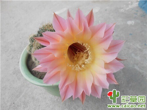 【交换】有两个这个花色的侧芽，想换爱德华夫人和天际线7247