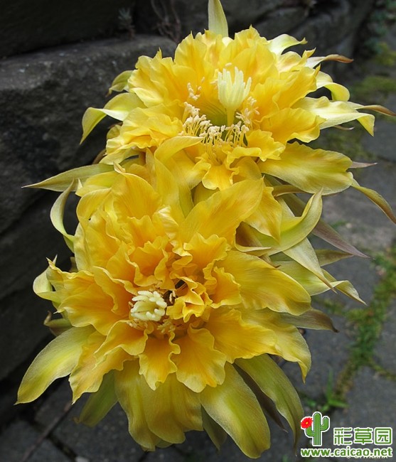 帕帕吉娜(Papagena)