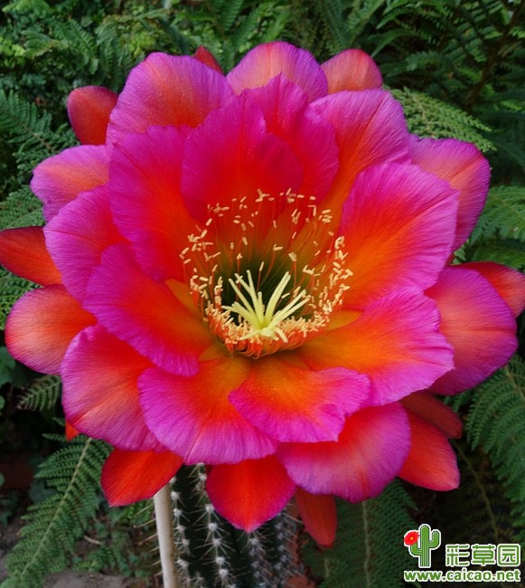 肯特(Kente)
