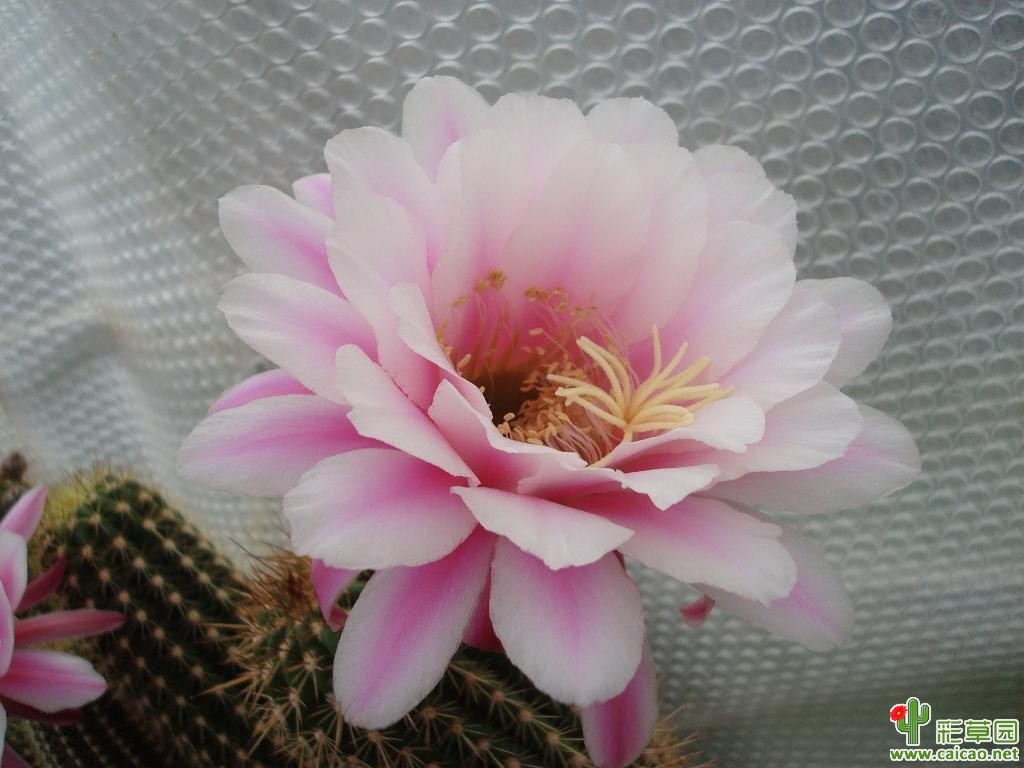 金城3665(candicans 3665)