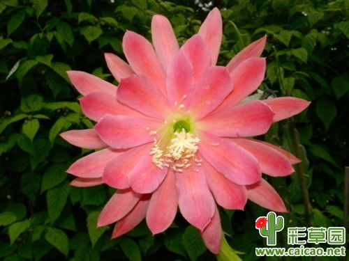 朱丽安娜女王（QUEEN JULIANA）