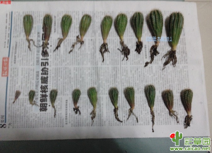 请教移栽问题