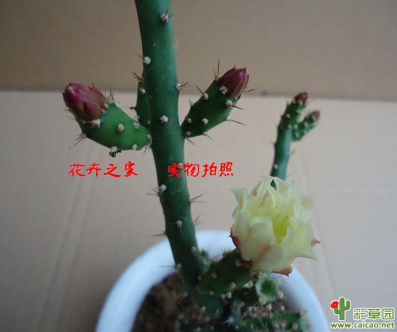 请教品名