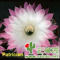 求购席克氏贵族则芽8064