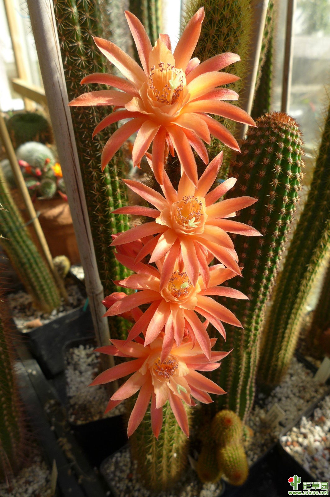 蒙特苏马(Montezuma)