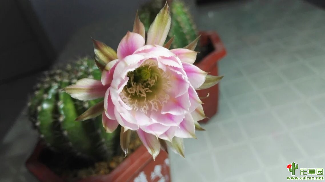 今日开的习杂和春日阳光