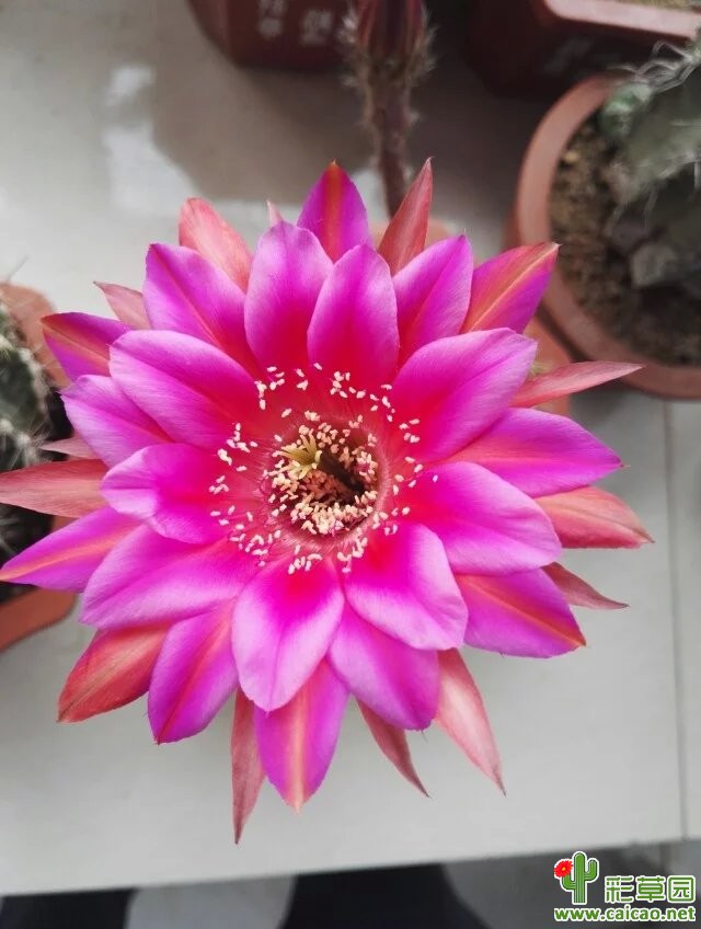 反物质又开了