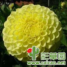 金火炬绒球(Golden torch pom pom)